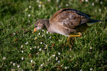 Juvenile moorhen walking on grass with daisies. Common moorhen (Gallinula chloropus) in Kent, UK.