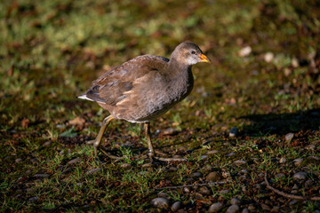 Juvenile moorhen walking in bright sunlight. Common moorhen (Gallinula chloropus) in Kent, UK.