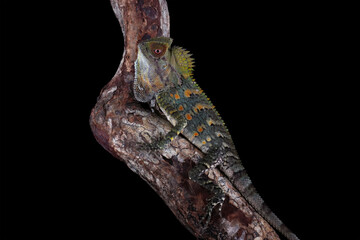 Forest dragon lizard isolated on black background, beautiful spike and skin lizard