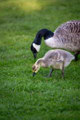 Canada goose adult bird and gosling standing on grass and feeding. Canada geese (Branta canadensis)...