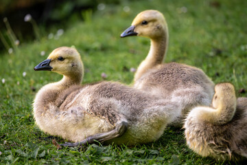 Three Canada goose goslings sitting on grass by a pond. Canada geese (Branta canadensis) in Kent, UK.