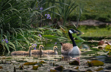 Canada goose family with one adult bird and three goslings swimming on a pond with reeds and lily pads. Canada geese (Branta canadensis) in Kent, UK.