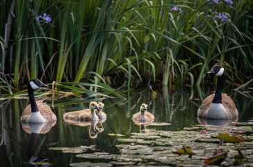 Canada goose family with two adult birds and three goslings swimming on a pond with reeds and lily...