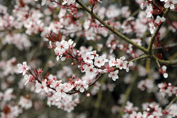 Closeup of pink tinged Cherry Plum blossom, Derbyshire England
