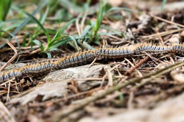 Chenille processionnaire en file