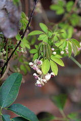 Macro image of Chocolate Vine Shirobana flowers, Derbyshire England
