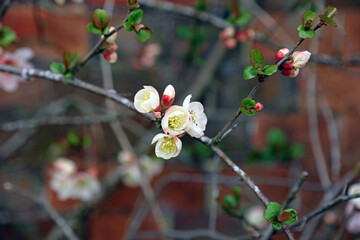 Macro image of white Japanese quince blooms, Derbyshire England
