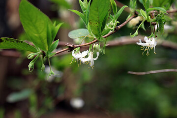 Macro image of Winter-flowering Honeysuckle blooms, Derbyshire England
