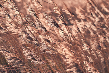 Des roseaux se dressent en masse dans un champ, leurs tiges fines se balançant légèrement sous un ciel couvert de nuages. La lumière diffuse crée une ambiance douce et paisible.