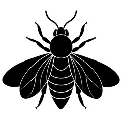 Insect Silhouette