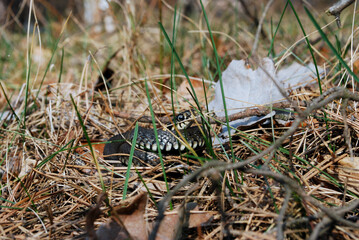 a very small coiled snake basks in the grass in a spring forest