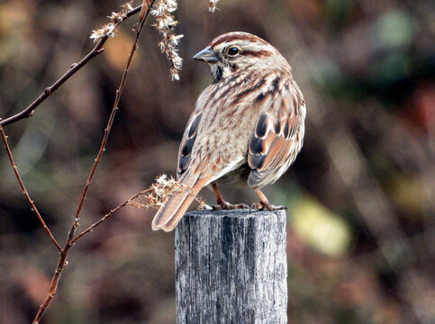 A song sparrow perches 