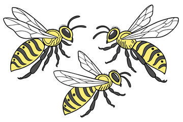 17 Detailed illustration of three honeybees, photorealistic, macro photography, scientific accuracy, yellow and black striped bodies, transparent wings, intricate insect anatomy, white background, iso
