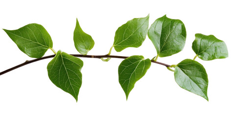 Fototapeta premium green leaves on white background