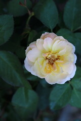 White  roses are blooming in the garden.
