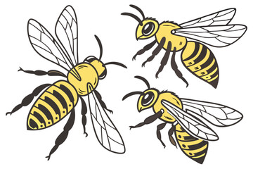 17 Detailed illustration of three honeybees, photorealistic, macro photography, scientific accuracy, yellow and black striped bodies, transparent wings, intricate insect anatomy, white background, iso