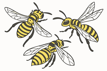 17 Detailed illustration of three honeybees, photorealistic, macro photography, scientific accuracy, yellow and black striped bodies, transparent wings, intricate insect anatomy, white background, iso