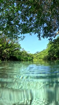 Peces en el r&iacute;o Sucur&iacute;, Bonito, Matto Grosso do Sul, Brasil