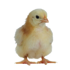 Obraz premium a cute, fluffy yellow chick stands. It is a small, adorable bird