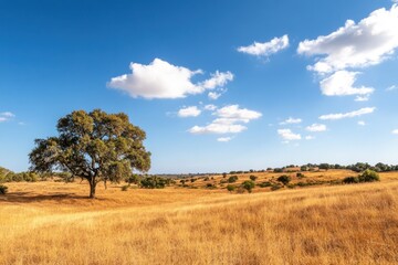 Fototapeta premium A lone tree stands in a field of golden dry grass