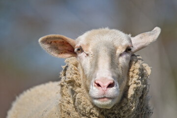 Domestic sheep close-up portrait on the pasture. Small farm in Czech republic countryside. 