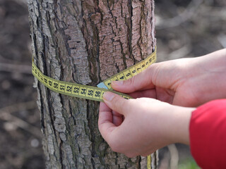 A woman measuring the circumference of a tree with a tape measure. Close up.