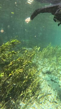 Peces y mujer buceando en el r&iacute;o Sucur&iacute;, snorkel, Bonito, Brasil