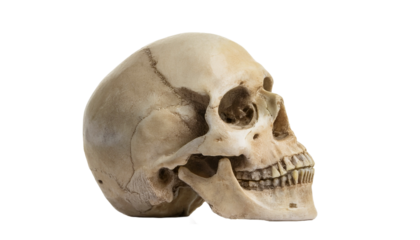 a human skull on a solid surface. The skull is a symbol of mortality and the image is lit by a soft light, casting subtle shadows