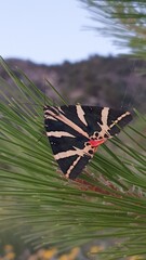 Jersey Tiger Moth (Euplagia quadripunctaria) 