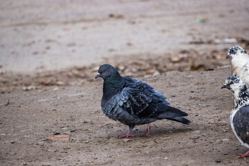 pigeons, gray, white with dark, birds street, walking, ground, thick, full-length, spring, yard, autumn
