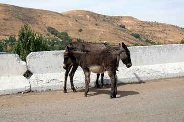 donkeys on the road in the Tien Shan mountains