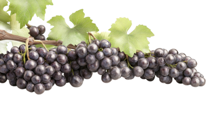Fresh Dark Grapes on Vine