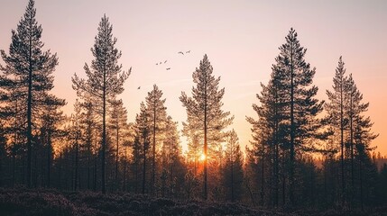 Obraz premium Sunset silhouettes of tall pine trees in a forest.