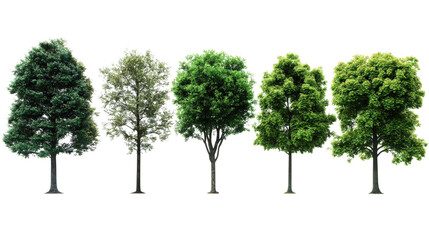 Obraz premium Seasonal Growth of Trees