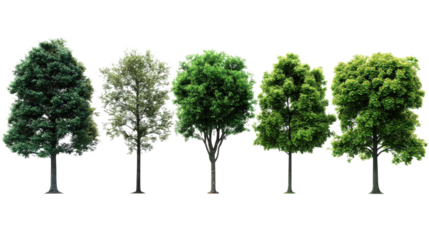 Seasonal Growth of Trees