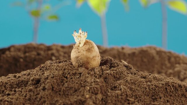 Old Sprouted Seed Potatoes Falls Down to the Ground Before Cultivation. Aged Potatoes with Roots Ready for Organic Farming. Sustainable agriculture, natural germination, planting season, vegetable