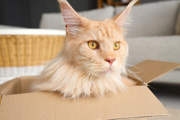 Cute beige Maine Coon cat sitting in cardboard box at home, closeup