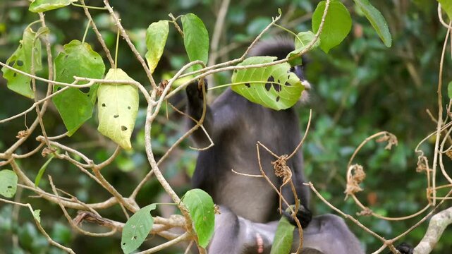 Monkey hidden among lush green branches in dense forest setting. Dusky leaf monkey or spectacled langur or Trachypithecus obscurus