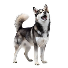 Realistic-close-up-photo-full-body-of Alaskan-klee Dog Photo Transparent PNG Background