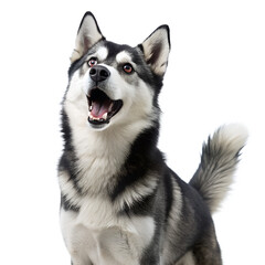 Realistic-close-up-photo-full-body-of Alaskan-klee Dog Photo Transparent PNG Background