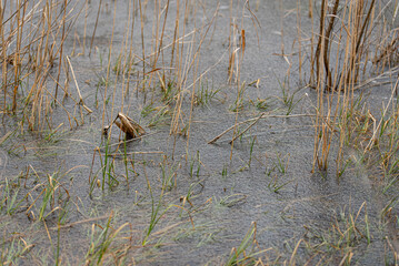 Plants, leaves frozen in the water of the lake. Background.