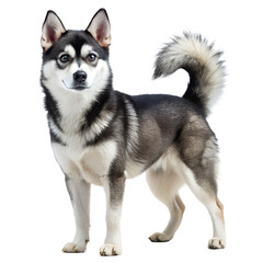 Realistic-close-up-photo-full-body-of Alaskan-klee Dog Photo Transparent PNG Background