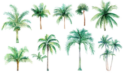 Watercolor Coconut Tree Clipart Collection for Tropical Graphic Design Projects