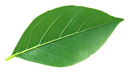 Obraz premium Close-up of a Vibrant Green Leaf