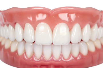 Dental Model with White Teeth and Pink Gums on Light Color Surface.