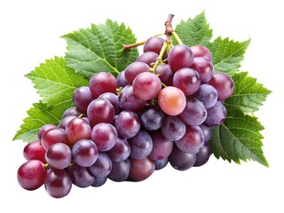 Fototapeta premium Fresh grape vine isolated transparent background 