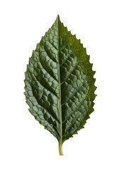 Realistic illustration of a fresh tea leaf with detailed texture and vibrant green color on a transparent background.