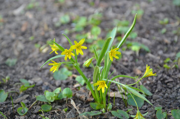 Group of yellow Star-of-Bethlehem (Gagea lutea ) first spring flowers blossom in the forest . Closeup photo outdoors. Awakening of nature, early spring environment . 