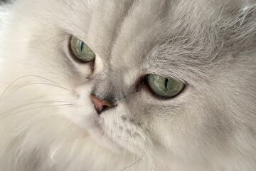 Cute fluffy cat with big eyes