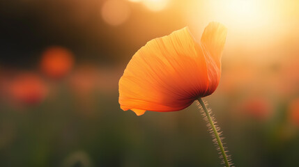 Close-up of a single orange poppy flower with its petals spread out in a fan-like shape. the petals are a vibrant orange color and the center of the flower is a lighter shade of orange.